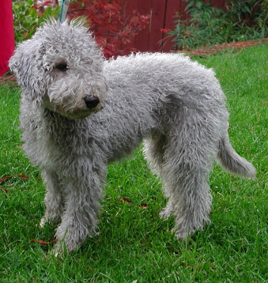 Bedlington Terrier