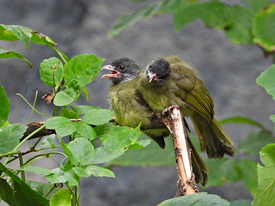 Fledgling Collared Finchbills