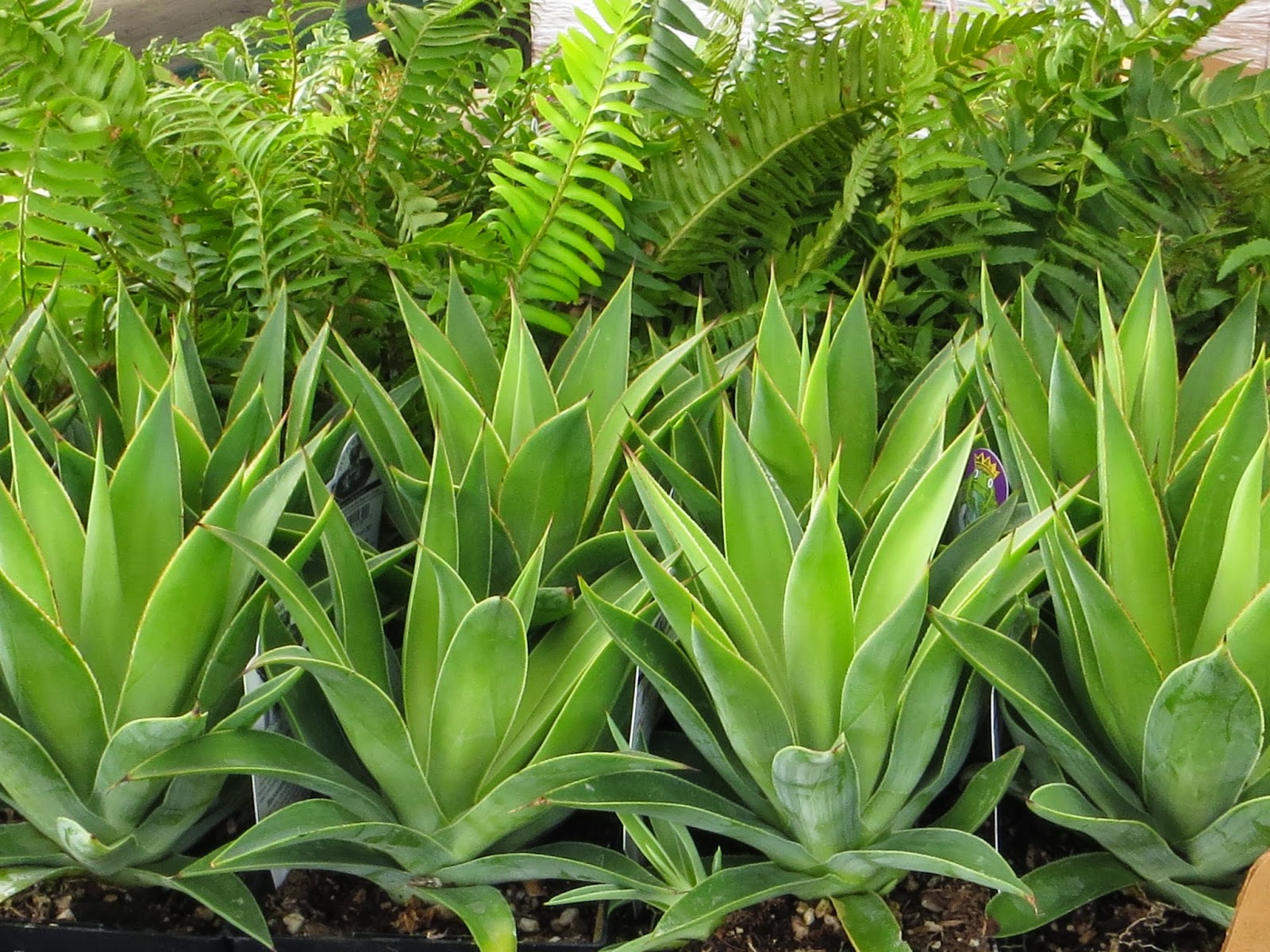 Wholesale Landscape Plants