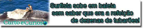 Surfista sobe em baleia sem saber que era a refeição de dezenas de tubarões!