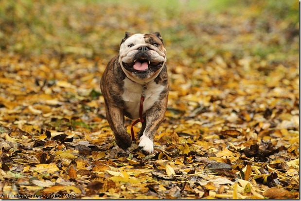 Zürich Hunde Tagesbetreuung