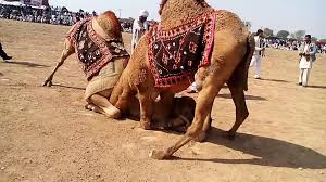 cholistan Camels center of attention in Lahore cattle market