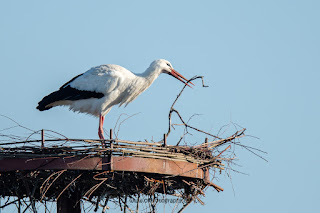 Wildlifefotografie Weißstorch Lippeaue Olaf Kerber