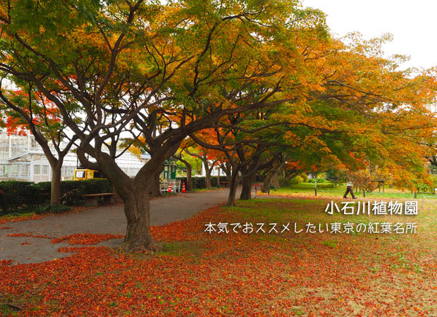 小石川植物園で紅葉散策