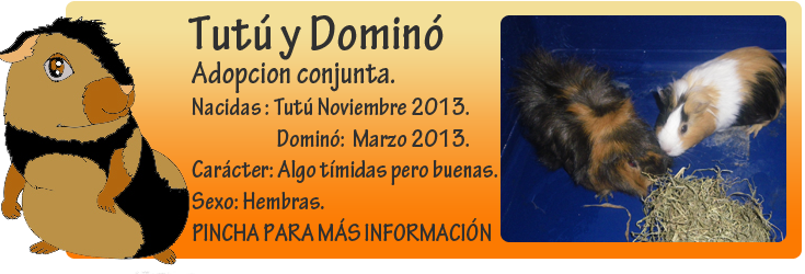 http://almaexoticos.blogspot.com.es/2014/09/tutu-y-domino-cobayitas-en-adopcion.html