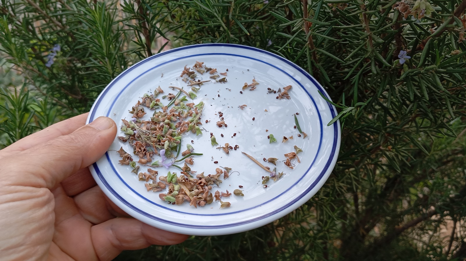 Rosemary seeds are small, elongated, and typically dark brown to black in color. They have a somewhat oblong shape, often resembling tiny grains or specks. These seeds are the starting point for growing rosemary plants