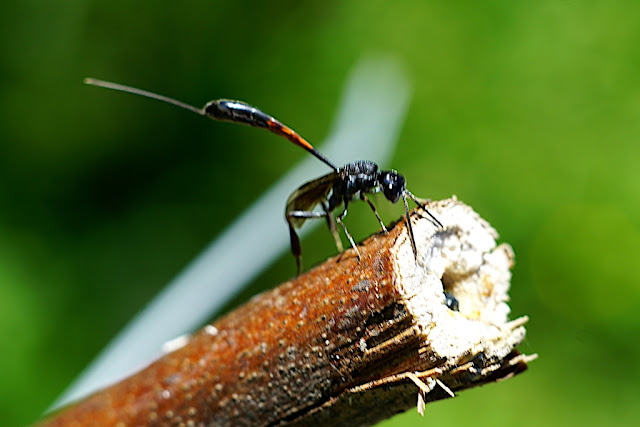 Gasteruption female