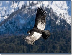condor