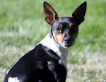 Cindy the Wonder Dog!!