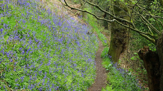 Bluebells on The Cloud, The Gritstone Trail