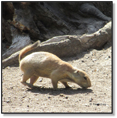 Besuch im Tierpark