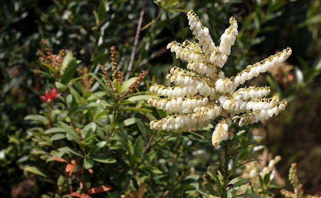 Pieris Japonica Flowers