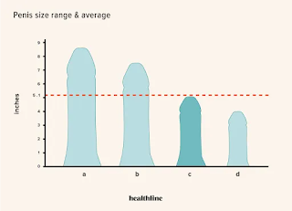 size of the penis