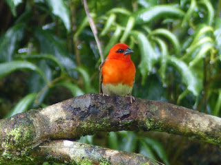 Foudi de Madagascar - Foudi rouge - Cardinal - Kardinal - Foudia madagascariensis