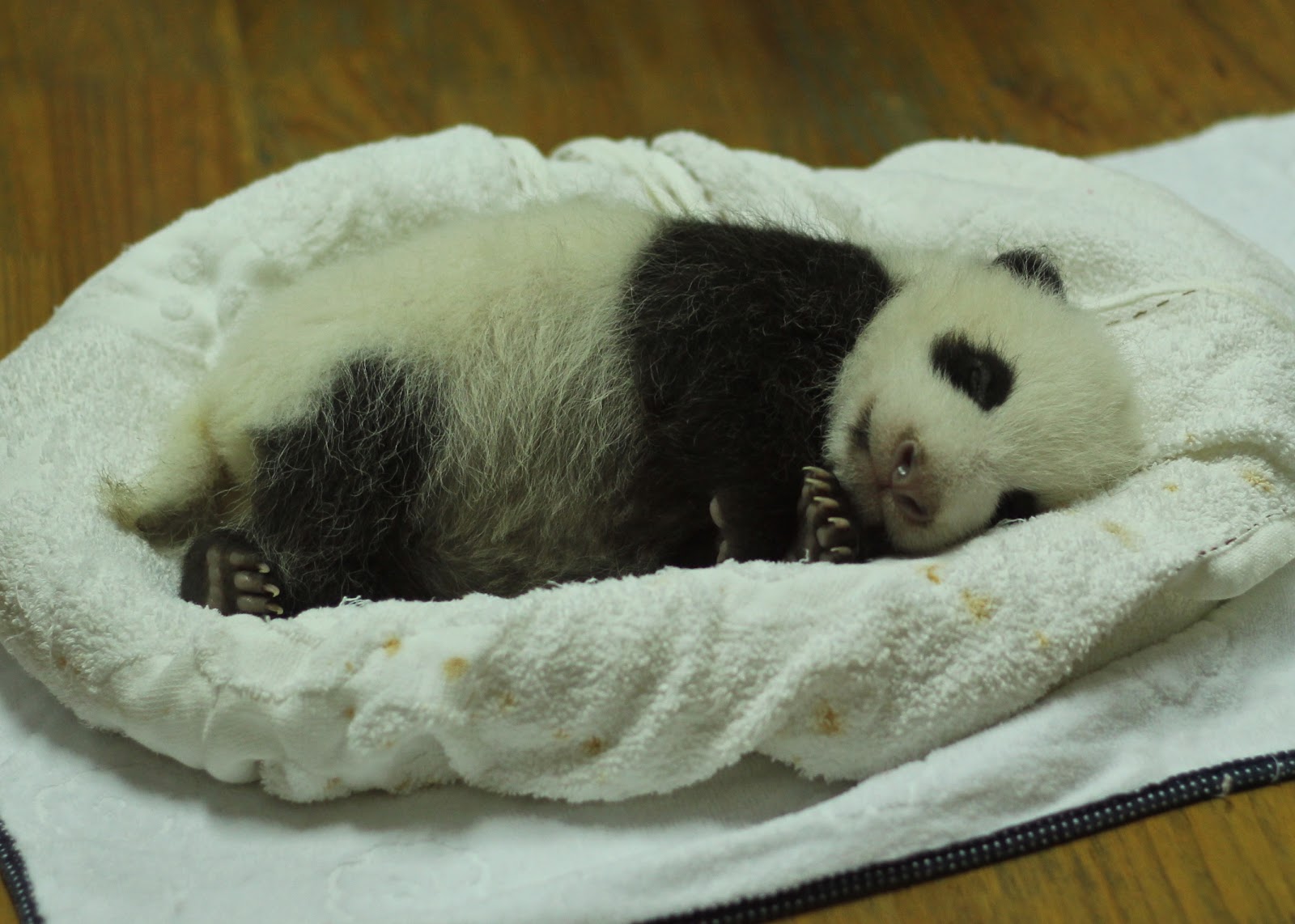 バスケットの中で寝ている生後一ヵ月の赤ちゃんパンダ