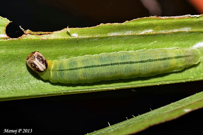 Indian Palm Bob - Suastus gremius gremius skipper butterfly life cycle