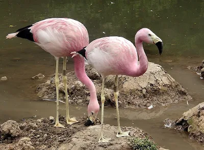 Two Andean flamingos standing