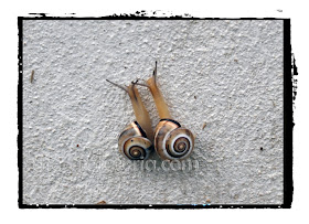 snails