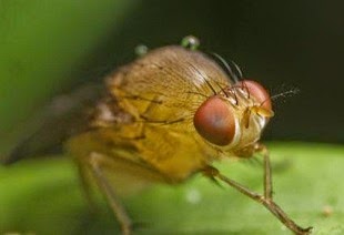 Mengapa Lalat Lihai Hindari Bahaya