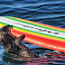 UNA LLÚDRIA MARINA QUE ROBA TAULES DE SURF, EL NOU MALSON DELS SURFISTES DE CALIFORNIA.