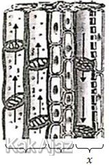 Jaringan tumbuhan, xilem, floem, soal biologi UN 2019 no. 11