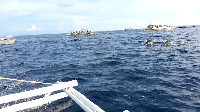 Dolphin Watching at Balicasag Island, Bohol