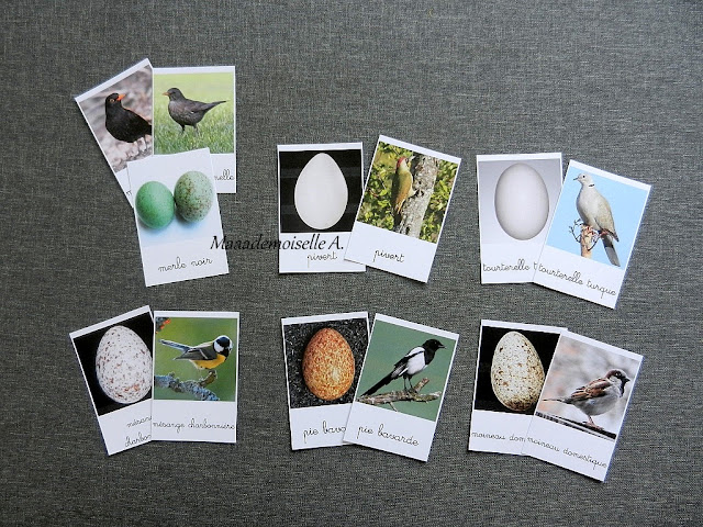 Cartes de nomenclature : Oeufs et oiseaux des jardins