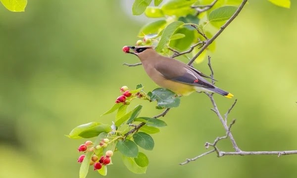 Serviceberry - 10 Plants to Attract Stunning Songbirds to Your Garden