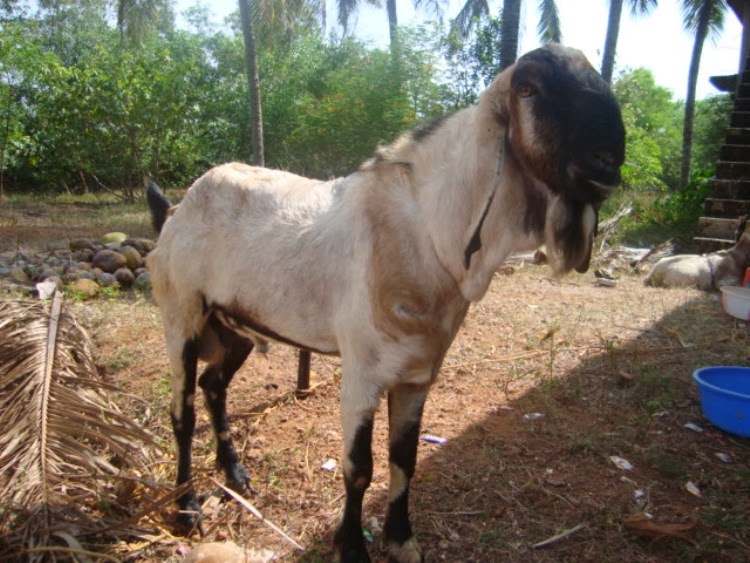 Eid Qurbani 2013 in Pakistan - Pakistani Politics, News 