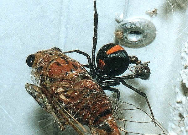 spider bite symptoms spider bite symptoms australia. spider bite symptoms