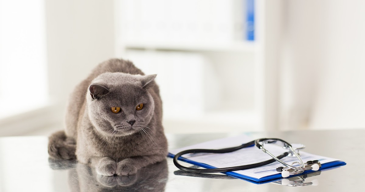 Cats Lady Vet Doctorita Pisicilor Examinarea Wellness La Pisici