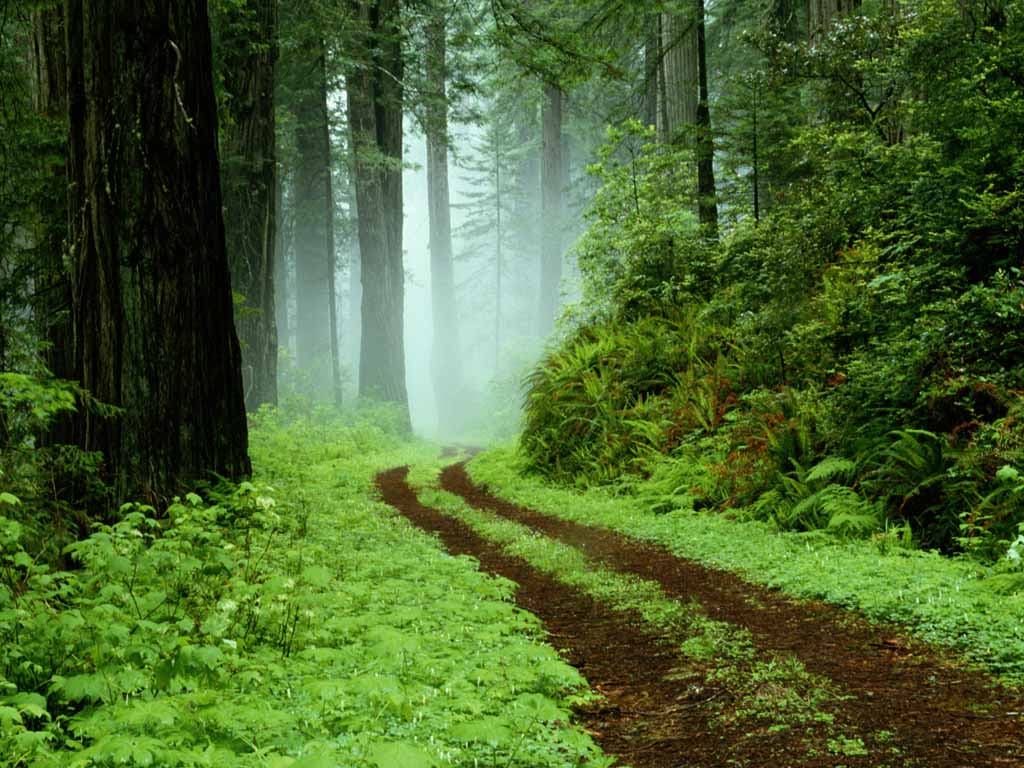 World Visits: Green Forest best wallpapers images