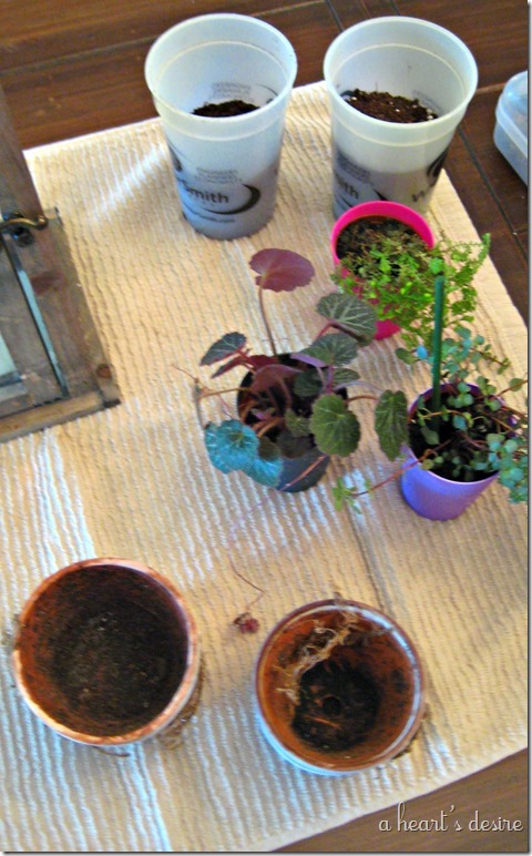 Plants and pots