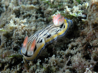 Hypselodoris maritima