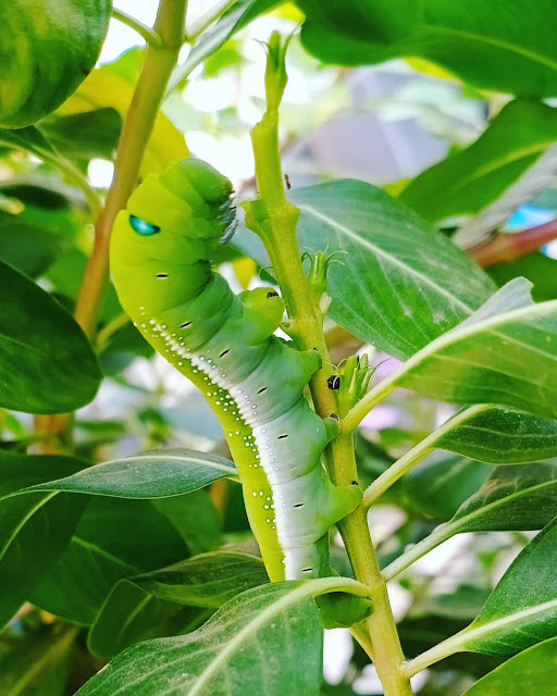 green caterpillar images