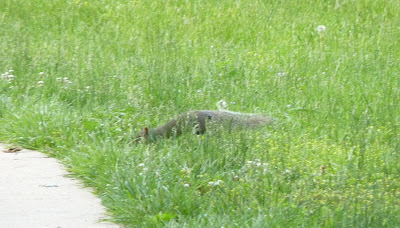 squirrel sneaking up on sidewalk
