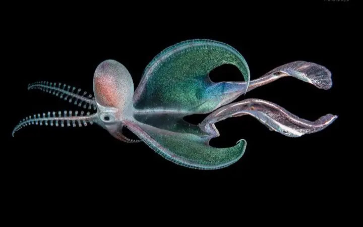 Blanket Octopus: Nature's Hidden Wonder