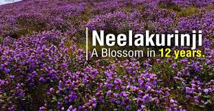 Neelakurinji_flower_kodaikanal