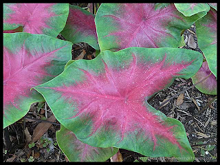 caladium