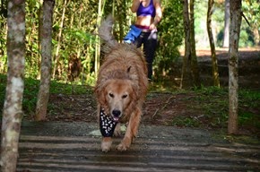 Pets Adventure 18 (11_1) (14)