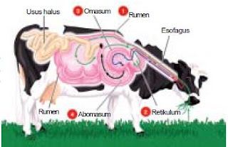  Sistem  Pencernaan Pada Hewan  Memamah Biak Atau Ruminansia 