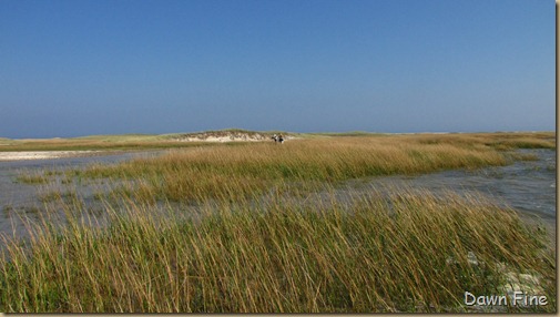 Birding south beach_087