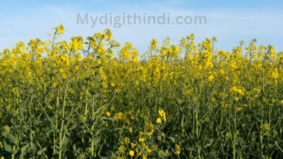 सरसों की खेती | Mustard cultivation | सरसों की खेती कैसे करे | how to cultivate mustard