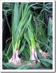 spring garlic 4 winds