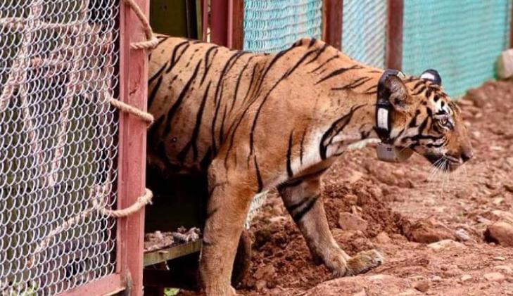 T102 Ranthambore National Park Tiger Shifted