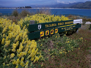 Taiaroa Head