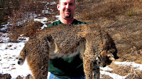 Bobcat - Are Bobcats Dangerous