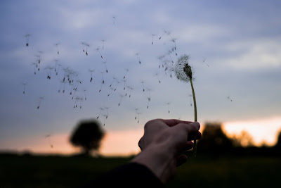 a white persons hand holding a dandelion as wind blows the seeds