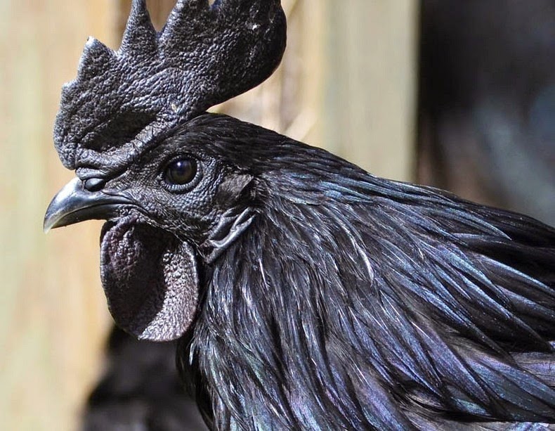 ayam-cemani-8 ayam-cemani-8