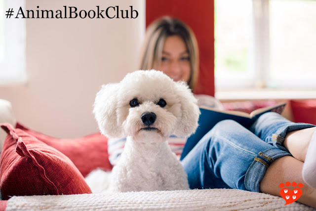 In May, the Companion Animal Psychology Book Club is reading From Fearful to Fear Free™. This little white dog looks at the camera while his owner reads a book.